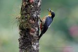 Yellow-fronted Woodpecker - Melarnerpes flavifrons
