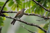 Cinnamon-vented Piha Lipaugus lanioides