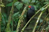 Black-throated Grosbeak - Saltator fuliginosus