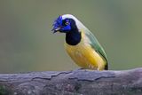 Green Jay - Cyanocorax yncas
