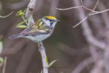 Chestnut-sided Warbler - Setophaga pensylvanica