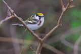 Chestnut-sided Warbler - Setophaga pensylvanica