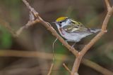 Chestnut-sided Warbler - Setophaga pensylvanica