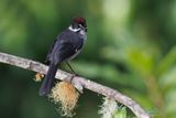 Slaty Brushfinch - Atlapetes schistaceus