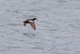 Spectacled Guillemot - Cepphus carbo