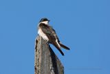 Tree Swallow - Tachycineta bicolor
