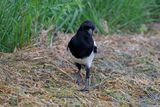 Black-billed Magpie - Pica hudsonia