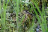 Short-billed Dowitcher - Limnodromus griseus
