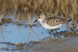 Semipalmated Sandpiper - Calidris pusilla