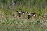 Canada goose - Branta canadensis