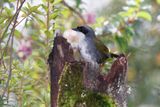 Gray-browed Brushfinch - Arremon assimilis