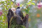 Gray-browed Brushfinch - Arremon assimilis