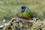 Green-and-black Fruiteater - Pipreola riefferii