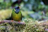 Green-and-black Fruiteater - Pipreola riefferii