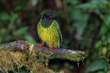 Green-and-black Fruiteater - Pipreola riefferii