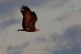 Hooded Vulture - Necrosyrtes monachus