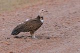 Hooded Vulture - Necrosyrtes monachus