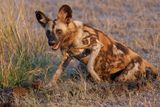 African Wild Dog - Lycaon pictus