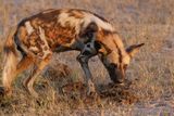 African Wild Dog - Lycaon pictus