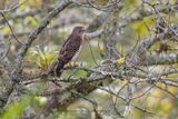 Broad-winged Hawk - Buteo platypterus