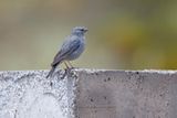 Plumbeous Sierra-finch - Phrygilus unicolor