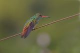 Rufous-tailed Hummingbird - Amazilia tzacatl