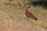Hamerkop - Scopus umbretta