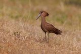 Hamerkop - Scopus umbretta