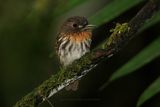 White-whiskered Puffbird - Malacoptila panamensis