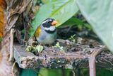 Orange-billed Sparrow - Arremon aurantiirostris