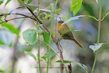 Black-capped Hemispingus - Kleinothraupis atropileus
