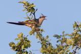 Great spotted Cuckoo - Clamator glandarius