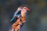 Woodland Kingfisher - Halcyon senegalensis