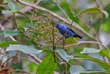 Blue-and-black - Tanager Tangara vassorii
