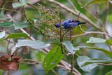 Blue-and-black - Tanager Tangara vassorii