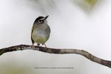 Black-capped Pygmy-Tyrant - Myiornis atricapillus