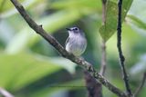Black-capped Pygmy-Tyrant - Myiornis atricapillus