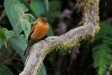 Cinnamon Flycatcher - Pyrrhomyias cinnamomeus