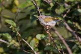 Green-backed Camaroptera - Camaroptera brachyura