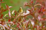 Lesser Goldfinch - Spinus psaltria
