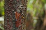 Black-striped Woodcreeper - Xiphorhynchus lachrymosus