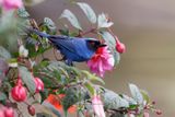 Masked Flowerpiercer - Diglossa cyanea