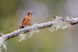 Speckled Hummingbird - Adelomyia melanogenys