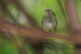 Red-capped Manakin - Ceratopipra mentalis