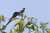Long-tailed Paradise-whydah - Vidua paradisea