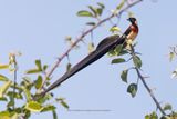 Long-tailed Paradise-whydah - Vidua paradisea