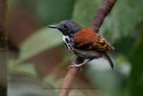 Spotted Antbird - Hylophylax naevioides