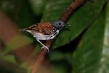 Spotted Antbird - Hylophylax naevioides