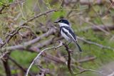 Pririt batis - Batis pririt