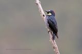 Acorn Woodpecker - Melanerpes formicivorus